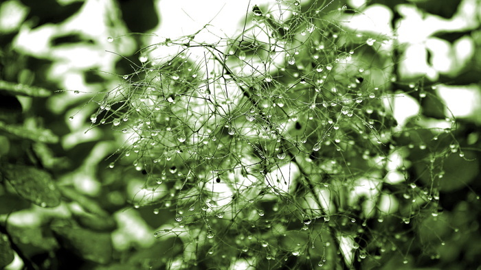 绿色、植物、自然、水、水滴、水滴、露水、茎