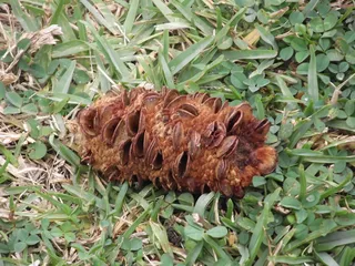 banksia，种子荚果，荚果，本地，植物，干燥，棕色，澳大利亚