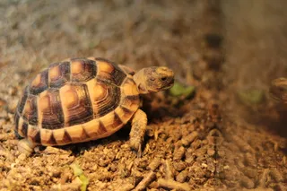 西班牙，巴塞罗那，蒙族动物s.a.，棕色，海龟，动物，自然，爬行动物