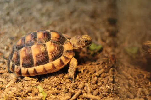 西班牙,巴塞罗那,蒙族动物s.a.,棕色,海龟,动物,自然,爬行动物 西班牙,巴塞罗那,蒙族动物s.a.,棕色,海龟,动物,自然,爬行动物