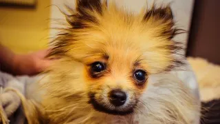 狗，小狗，斯普利茨，动物，家养，宠物，一种动物，哺乳动物