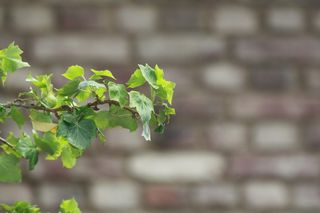 常春藤，墙壁，绿色，叶子，缠绕，自然，常春藤叶子，污垢