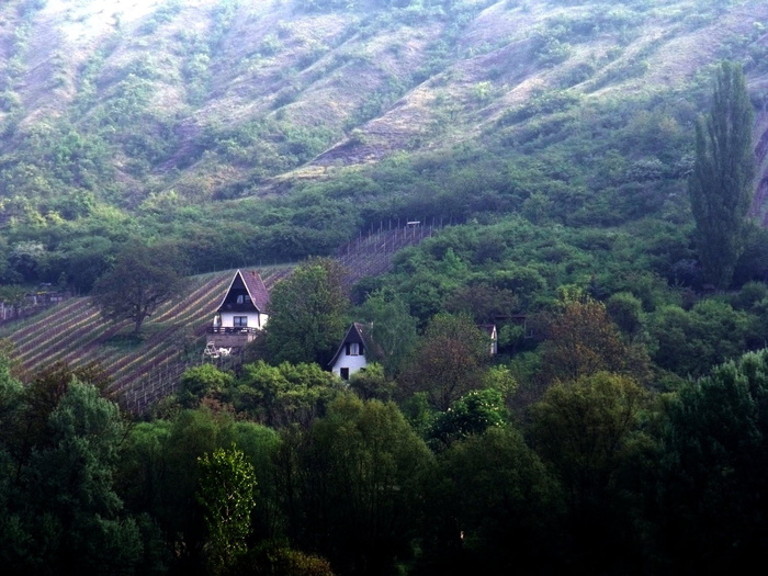 德国图林根，葡萄园，葡萄酒种植，树木，植物，建筑，建筑结构，生长