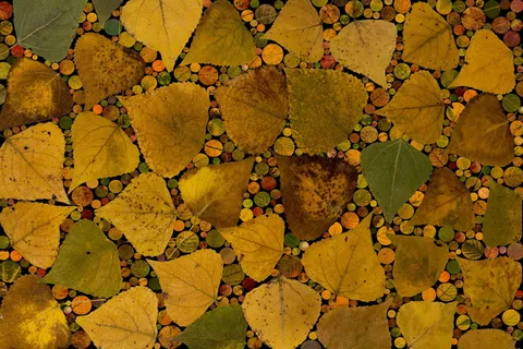 树叶，着色，构图，秋天的树叶，排列，树叶，设计，黄色