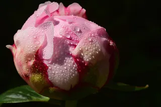 牡丹，花蕾，粉红色，开花，开花，湿，露珠，露珠