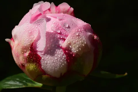 牡丹,花蕾,粉红色,开花,开花,湿,露珠,露珠 牡丹,花蕾,粉红色,开花,开花,湿,露珠,露珠