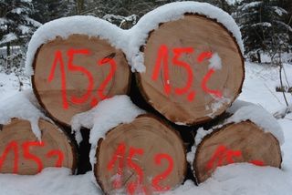 沉淀木材、米色、雪、低温、冬季、木材、原木、覆盖物