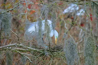 鸟巢上的白鸟聚焦照片