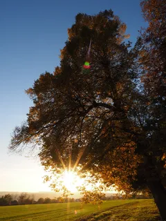 耀眼的星星,阳光,树叶,太阳,林德,背光,阳光,秋天 耀眼的星星,阳光,树叶,太阳,林德,背光,阳光,秋天