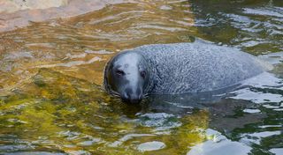 密封, 游泳, 水生动物, 联合, 嚎叫, 罗贝, 性质, 鼻子