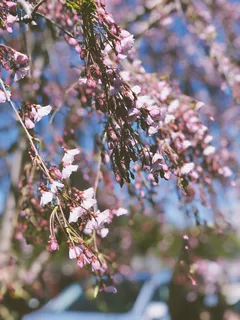 植物，花朵，樱花，花朵，147 e 6街，荷兰，美国，花瓣