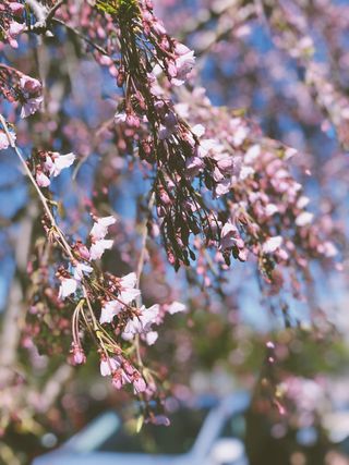 植物，花朵，樱花，花朵，147 e 6街，荷兰，美国，花瓣