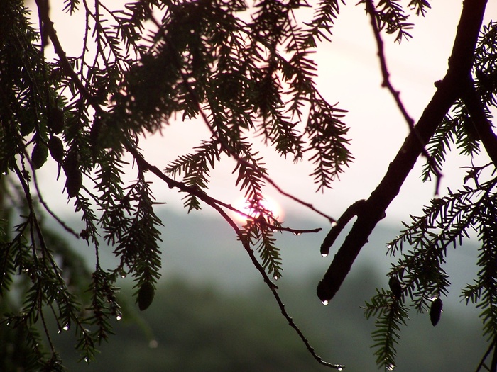 太阳、树木、雨滴、薄雾、树木、暴雨、植物、生长
