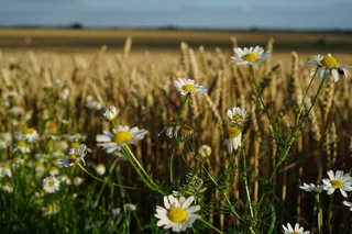 甘菊, 麦田, 夏季, 景观, 开花植物, 花, 植物, 增长