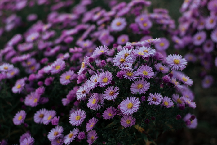 紫菀花特写照片