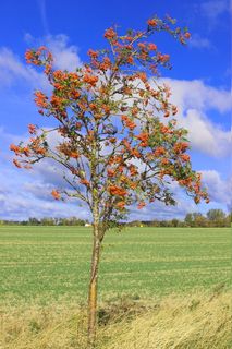 山灰，红色，水果，罗文，秋天，植物，田野，天空