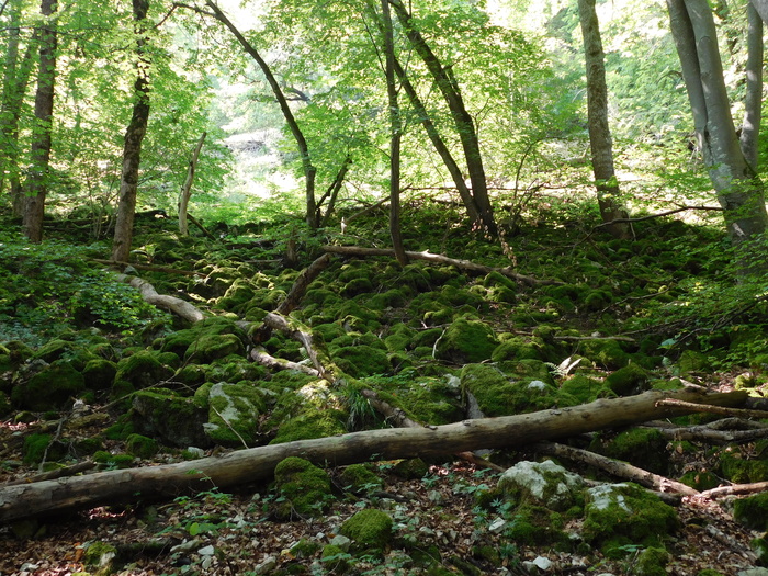 森林，林间空地，树木，苔藓，绿色，森林，林间空地，苔藓，绿色，秋天