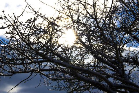太阳、冰、雪、森林、风暴、冬天、自然、景观 太阳、冰、雪、森林、风暴、冬天、自然、景观