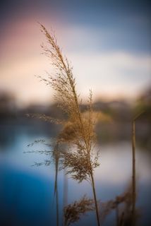 罗马尼亚，莫戈瓦亚，森林，水，自然，野生，湖泊，壁纸