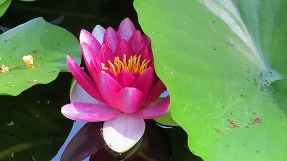 自然,植物,叶,花,开花植物,睡莲,脆弱,脆弱 自然,植物,叶,花,开花植物,睡莲,脆弱,脆弱