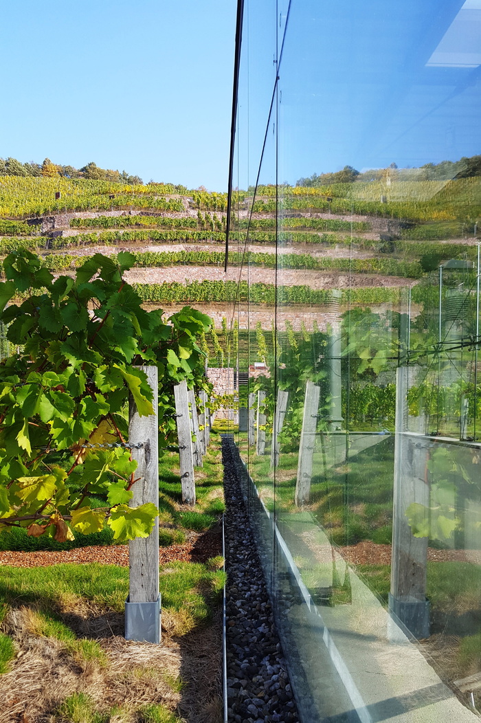 镜像，葡萄园，rebstock，植物，自然，生长，树，天