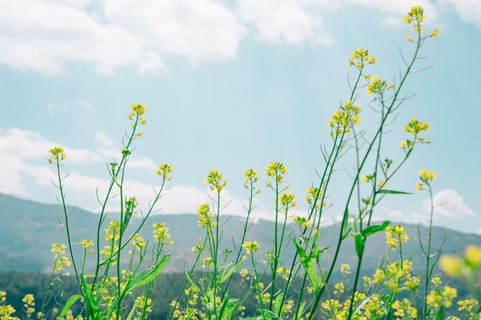 黄色油菜田