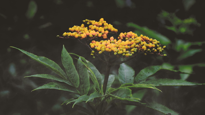 黄绿叶植物