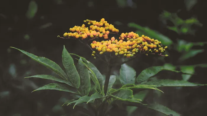 黄绿叶植物 黄绿叶植物