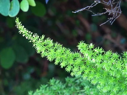 花,自然,植物,花,花园,草原,美丽,光 花,自然,植物,花,花园,草原,美丽,光
