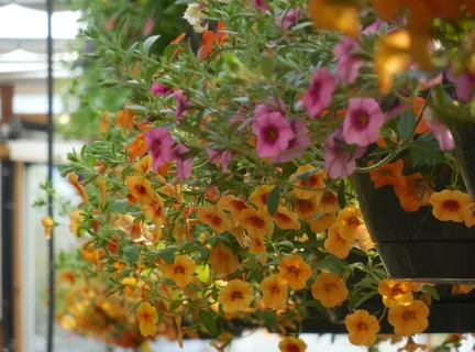 花卉、温室、花园、植物、绿化、园艺、园艺、春天 花卉、温室、花园、植物、绿化、园艺、园艺、春天