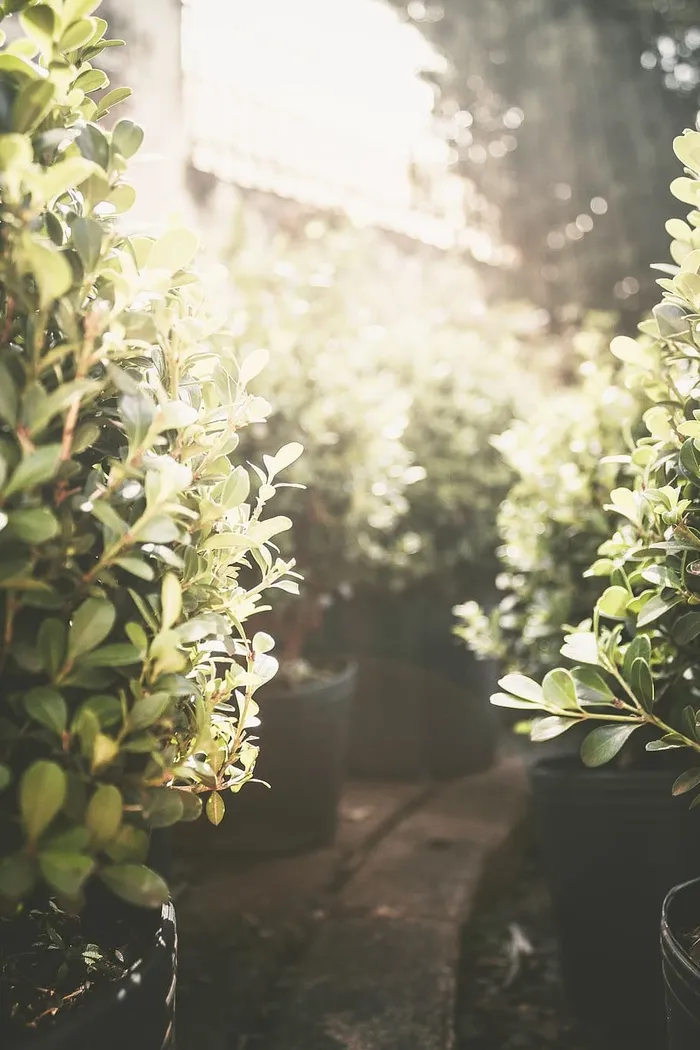盆栽绿色植物