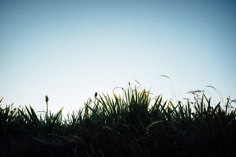 加拿大、纽芬兰和拉布拉多、剪影、荒野、草地、灌木、纽芬兰、徒步旅行