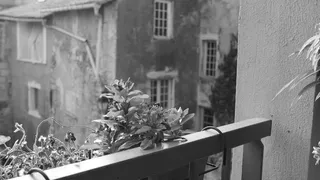 黑白、植物、阳台、街道、城市、建筑外观、建筑结构、建筑