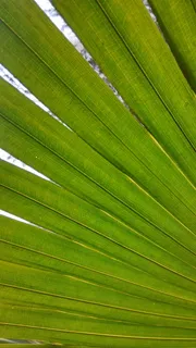 叶子，特写，局部，背景，棕榈叶，自然，叶子，棕榈树