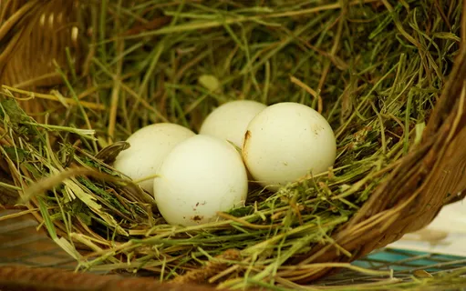 巢、蛋、稻草、农场、食品、食品和饮料、蛋、植物