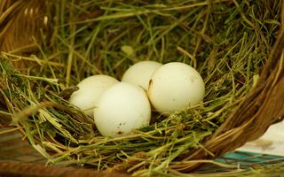 巢、蛋、稻草、农场、食品、食品和饮料、蛋、植物