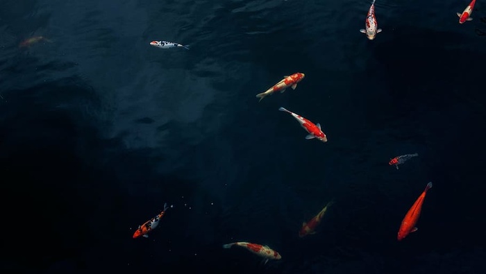 鳕鱼，游泳，身体，水，锦鲤，池塘，鱼，鲤鱼