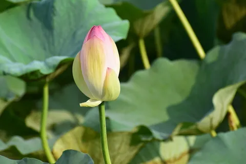 叶、茎、绿、叶、植物、天然、天然、新鲜 叶、茎、绿、叶、植物、天然、天然、新鲜