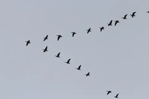 鸟,飞行,空中,成型,v,鹅,候鸟,蜂群 鸟,飞行,空中,成型,v,鹅,候鸟,蜂群