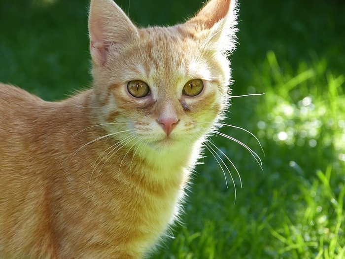 橙花斑猫，猫，幼猫，宠物，甜食，红鲭鱼花斑猫，阿迪达斯，家猫