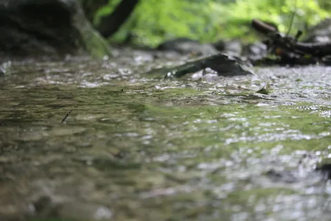 河流、森林、自然、水、森林、急流、环境、反射 河流、森林、自然、水、森林、急流、环境、反射