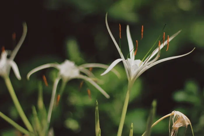 白色花瓣花朵的特写照片