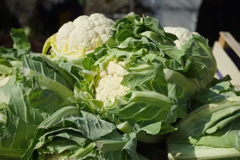 特写摄影,花椰菜蔬菜,花椰菜,蔬菜,市场新鲜蔬菜,甘蓝,葡萄孢,奶酪白菜 特写摄影,花椰菜蔬菜,花椰菜,蔬菜,市场新鲜蔬菜,甘蓝,葡萄孢,奶酪白菜