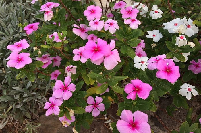 花朵，粉色，白色，花瓣，自然，粉色花朵，花卉，植物