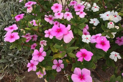 花朵，粉色，白色，花瓣，自然，粉色花朵，花卉，植物