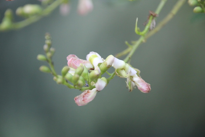 花，背景，固体，植物，开花植物，生长，自然美，特写