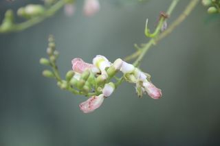 花，背景，固体，植物，开花植物，生长，自然美，特写