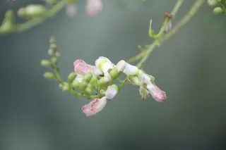 花，背景，固体，植物，开花植物，生长，自然美，特写