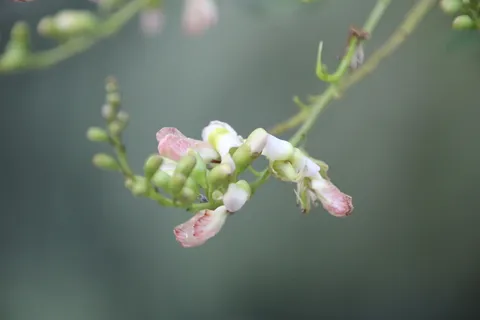 花,背景,固体,植物,开花植物,生长,自然美,特写 花,背景,固体,植物,开花植物,生长,自然美,特写