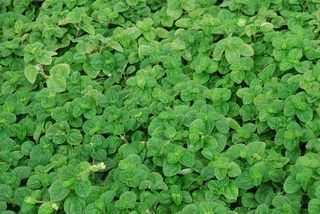 木材，装饰，薄荷，绿色，清新，木材装饰，薄荷，绿色，秋叶